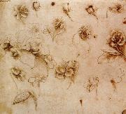 Leonardo  Da Vinci Flower Studies oil painting on canvas